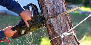 Taos Pueblo, NM  Tree Services Company