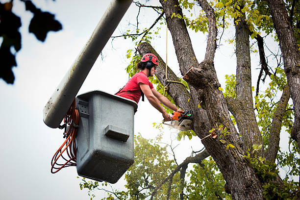 Why Choose Our Tree Removal Services in Taos Pueblo, NM?